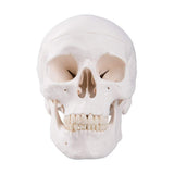 Human Skull Anatomical Model, Life Size Replica Adult Human Anatomy Head Model with Removable Skull V1366-AZ2-W-10526