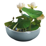 Lotus Bowl Planter for Planting in Water Indoors x80x93 Ceramic Hydroponic Bonsai Flower Bowl for V1366-AZ2-W-16577