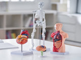 Human Anatomy Models Bundle Set, Brain, Human Torso Body, Heart, Skeleton Model Set of 4, Hands-on V952-GGJRQGMX4JTS5PXUBV0
