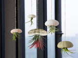 Tutuviw 5 Pcs Mini Sea Urchin Shell Air Plant Holders,Decorative Hanging Air Plant Pot, Tillandsia V1189-WXFWAL-20260319-00169