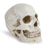 Life Size Human Skull Model 11 - Realistic, Halloween Human Skull Replica Model Resin Human Skull V1370-AZ4-06646