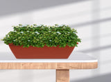 6-Pack Dark Red Plastic Flower Pots, Anti- Holders for Indoor and Outdoor Gardening V1370-AZ4-11537