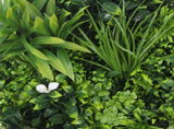 Flowering White Artificial Green Wall Disc UV Resistant 75cm V77-8880022