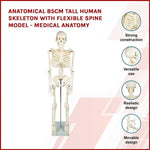 Anatomical 85cm Tall Human Skeleton with Stand Model - Medical Anatomy V63-835601