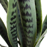 Artificial Snake Plant Sansevieria UV Resistant 60cm V637-DP1009514