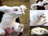 From The Neverending Story Plush Doll toys Gift for Kids and Adluts V1192-AZ-W-33768