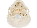 Medical Anatomical Skull Model - 3 Parts - Life Sized Human Mold Perfect Study Tool The mold is V1192-AZ-W-15021