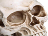 11 Replica Realistic Human Adult Skull Head Bone Model V178-84598