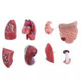 Human Torso Anatomical Model with Internal Organs 28cm Unisex V1188-CE06-65169