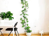 10/18 Pcs Metal Chain Trellis for Climbing Plants with Wall Hooks Wall Hanging Trellis Plant Vine V1188-ZC-LHJ-05