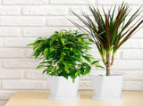 Small Flower Plant , 6-Piece Plastic Starter Pots for Garden V1192-AZ-W-18747