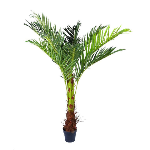 180cm Phoenix Palm - Artificial Plant, Home Decor Flora V915-MB0044