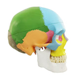 Newest Anatomy Skull Model,Human Medical Skull Model Dental ClinicTeaching Equipment,Medical V1192-AZ-W-17032