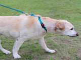 Martingale Dog Collar, 6FT Double Handle Leash for Training, Sky Blue V1259-DP01-A-4634