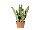 Potted Artificial Mother-In-Law'S Tongue Snake Plant 70cm V637-84501CAL