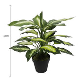 Leopard Lily with Pot 40cm V637-DP1890004