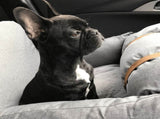 Premium Dog Booster Seat for Small Pets V568-20CC026A