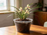 2 Packs Nursery Pots, 9.84" Clear Plastic Orchid Pot Extra Large Nursery Pot with Holes for Plants V1192-AZ-W-17950