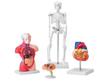 Human Anatomy Models Bundle Set, Brain, Human Torso Body, Heart, Skeleton Model Set of 4, Hands-on V952-GGJRQGMX4JTS5PXUBV0