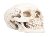 Animal Skull Model Skull Decoration Ornament Resin Craftwork Halloween Props for Home Party Decor V1294-YM0714-3115210184311