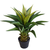 Agave 60cm Plant V77-1020713