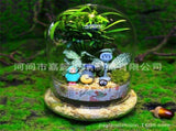 1 Set Transparent Glass Dome Display Cover with Base, Perfect for Eternal Flower Preservation and V1370-AZ4-09954