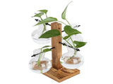 Innovative Hydroponic Vase with Wooden Stand Transparent Desktop Flower Vase for Home V1294-YM0714-3111210271911