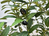 Artificial Bushy Olive Tree with Olives 180cm V637-DP1058967