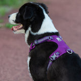 True Love Lightweight Reflective Harness - Purple, 2XS ZAP-TLH6282-7
