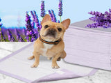 PaWz 400x Pet Dog Toilet Training Pad PT1197-LV-400