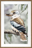 Kiki Kookaburra Artwork Framed W Glass Front 80x120cm V637-E646061