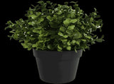 Small Potted Artificial Buxus Plant UV Resistant 20cm V637-DP1013001