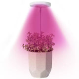 Angel Halo Ring LED Plant Grow Light, Full Spectrum Warm White & Red Blue for Succulents, Flowers, V1341-ZY-DVK5MMNN-3PCS-F