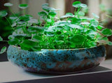 Lotus Bowl Planter x80x93 Glazed Ceramic Water Pot for Indoor Outdoor Use, Shallow Hydroponic V1366-AZ2-W-16754