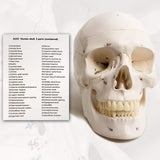 Classic Numbered Human Skull Model, Life Size , Quality-3 Part-W/Sutures Painted, for V1192-AZ-W-15023