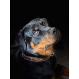Premium Genuine Leather Dog Collar/Durable Real Leather Adjustable Collars For Male Female V1188-MS-227-1674