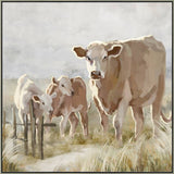 Cows In The Paddock Framed Canvas 80x80cm V637-E592466
