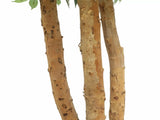Large Custom Made Ficus Tree 250cm V637-DP1159645