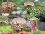 Tutuviw 5 Pcs Mini Sea Urchin Shell Air Plant Holders,Decorative Hanging Air Plant Pot, Tillandsia V1189-WXFWAL-20260319-00169