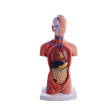 Torso Mannequin Anatomy Doll 15 Removable Parts Educational Organ Human Internal Organ Anatomy V1369-AZ3-W-11634