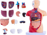 Human Anatomy Study Models - 15-Piece Removable 11-Inch Human Torso Anatomy Model with Internal V1366-AZ2-W-22072