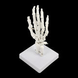 Hand Joint Anatomical Skeleton Model Human Anatomy Study Tool V63-842301