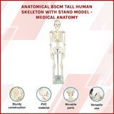 Anatomical 85cm Tall Human Skeleton with Stand Model - Medical Anatomy V63-835601