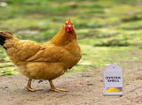 Automatic Chicken Oyster Shell & Grit Feeder - Metal Hanging Poultry Feeder Trough for Hens, V1366-AZ2-W-16501