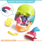 New Anatomy Skull Model 15 Parts Human Anatomy Exploded Skull Detachable Palm-Sized Mini Human Color V1366-AZ2-W-10527