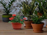 5-Pack Red Terracotta Pots with Tray for Houseplants and Garden Planting V1366-AZ2-W-13558