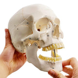 Classic Numbered Human Skull Model, Life Size , Quality-3 Part-W/Sutures Painted, for V1192-AZ-W-15023