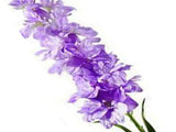 Solar Garden Light LED Outdoor Solar Hyacinth Flower Lights Landscape Decoration Lighting for V1294-YM0901-3119240119012
