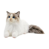 19.69 Inch Ragdoll Cat Plush Toy, Realistic Simulation Feline Stuffed Animal with Blue Eyes for V1370-AZ4-15610
