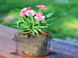 Plant Guard Baskets Wire Basket Mole and Vole Mesh Wire Baskets for Garden Pots Underground V1366-AZ2-W-16238